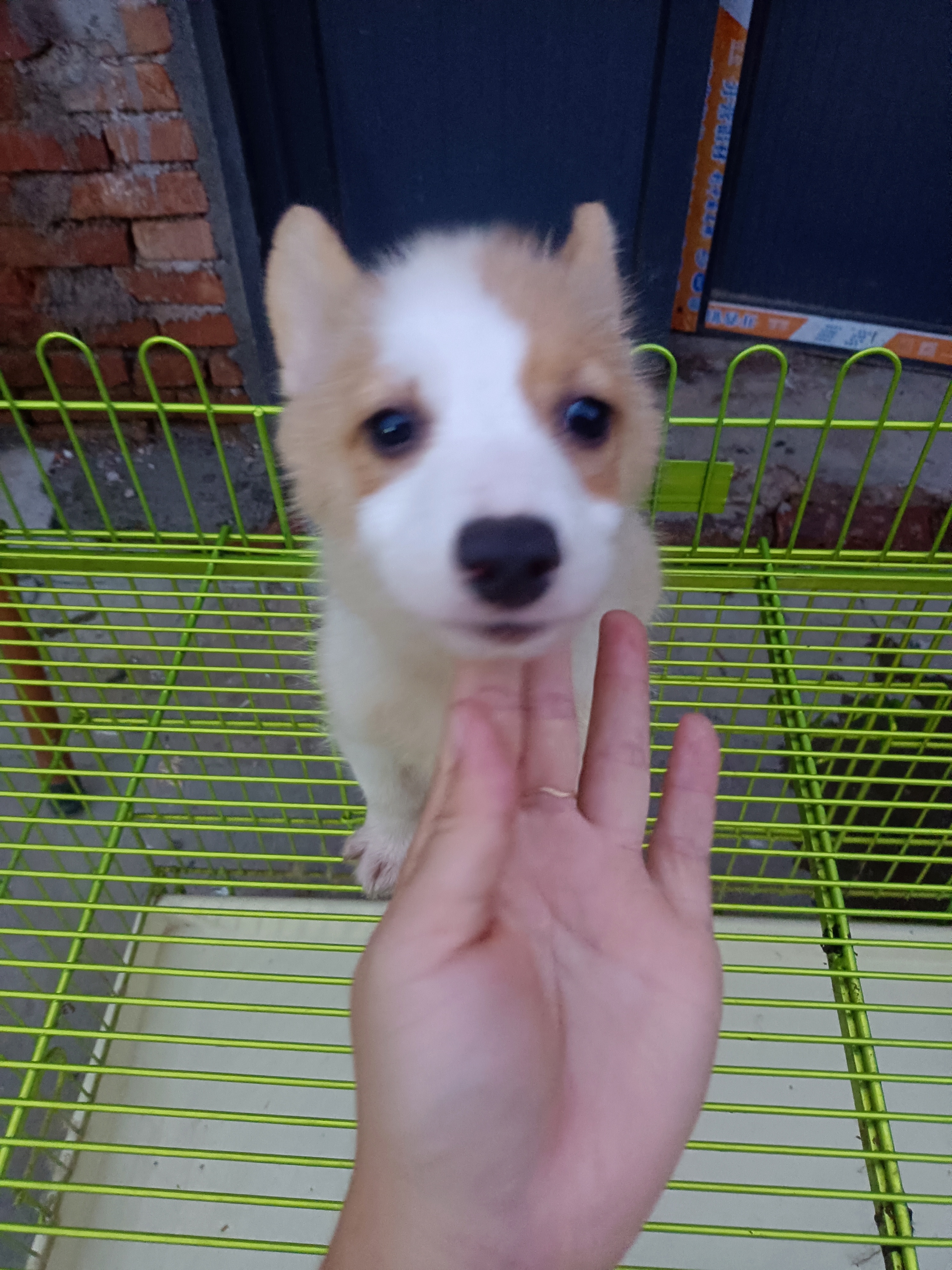 柯基